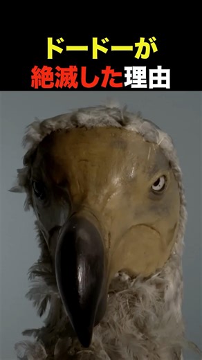 The real reason the dodo became extinct [Trivia]