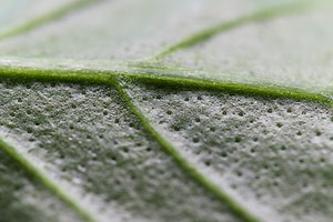 Plant Biology Basics – Guest Post by Daniel Fuller