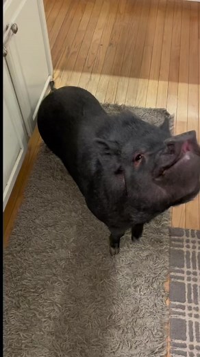 Eddie The Notorious P.I.G. on TikTok