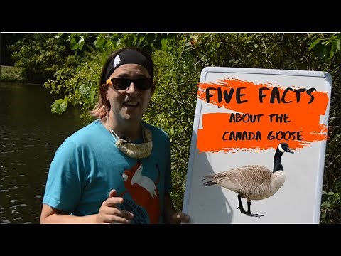 Five Facts about the Canada Goose
