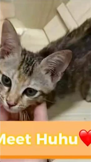 Meet Huhu, The lucky stray kitten who almost lost everything♥️😿