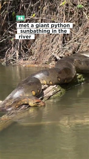 met a giant python sunbathing in the river#shortsfeed #short