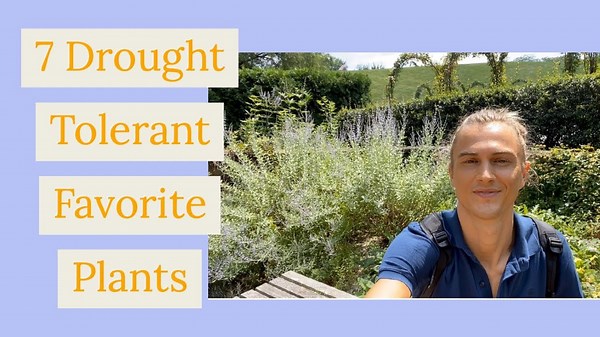 7 drought tolerant favorite plants for your garden