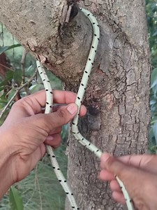 Smartest Rope Knot to Learn: Easy Strong Knot Tutorial