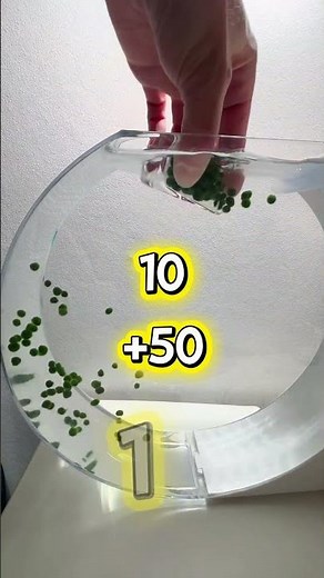 8 weeks old Marimo Babies