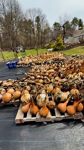 136K views · 1.5K reactions | Using a pressure washer to clean gourds is a game changer! Growing hardshell gourds in Maine. It’s birdhouse season!  #sweetwoodrufffarm #growyourcanvas #lagenariasiceraria #gourdart #birdhouses | Sweet Woodruff Farm | Facebook