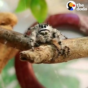 2.3M views · 36K reactions | Most adorable spiders ever  | The Dodo | Facebook