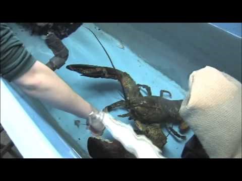 Biggest Lobster Training at the New England Aquarium