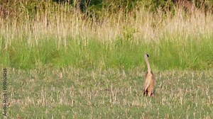 Telephoto shot of a Southern African Wildcat walking across an open field in Botswana on a hot dry day.