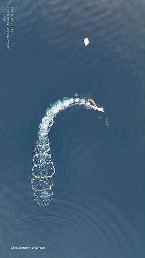 FUN FACT: Bubble-feeding is a special behaviour of whales such as humpbacks. What’s incredible is that not even all humpback whales bubble-feed, it’s a learned behaviour that helps feed multiple whales at once! 🫧 🐋 | WWF UK
