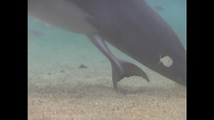 1M views · 17K shares | The birth of a dolphin. Magical! | Joy of Animals | Facebook