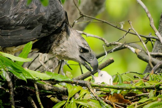 The Americas' Filming Firsts: How Cameras Caught Rare Animal Behaviors Never Recorded Before