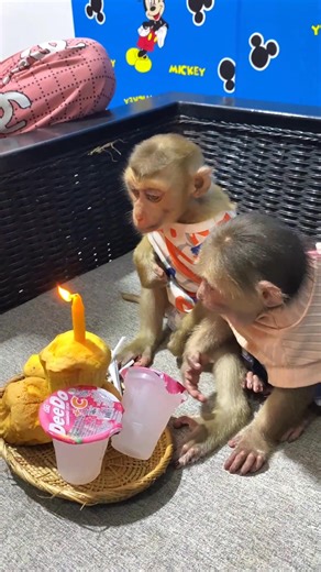 8.2K views · 135 reactions | Monkey Icy can’t figure out why Mummy lit a candle for Bryan’s birthday! ️ #monkey #PetRehoming #fallinlove #funnyanimals #animals #petfriendly | Monkey Icy | Facebook