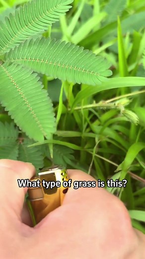 Identifying Various Types of Grass for Science Projects