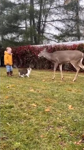 Fearless Cat vs Deer: A Heroic Fight to Save a Little Kid! 🐱🦌💥