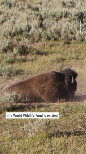 Happy National Bison Month from all of us at WWF. | World Wildlife Fund