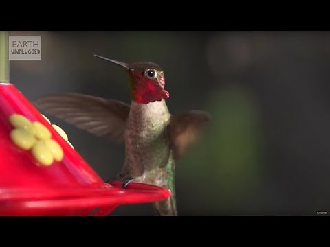 Hummingbirds in Slow Motion! | BBC Earth Explore