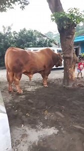 806K views · 9.4K reactions | Tolong !!!! Di perhatikan sapi ini benar-benar besar sekali .bobotnya hampir 1.5 ton (1500 kg) .The next bima sakti . #sapijumbo #sapibesar #sapisuper #sapiterbesar #berkahsorklopo SEMUA ORANG | Farel | Facebook