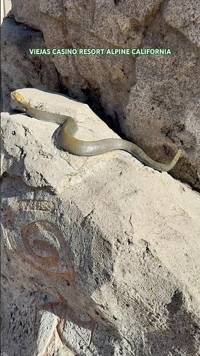 VIEJAS CASINO RESORT ALPINE CALIFORNIA 2025