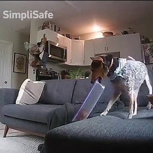 Every door, every window, every baked good protected. Now through Dec. 10, AARP members save 40% on new home security systems from SimpliSafe receive a FREE SimpliCam: http://spr.ly/61811RSu5 | AARP Member Benefits