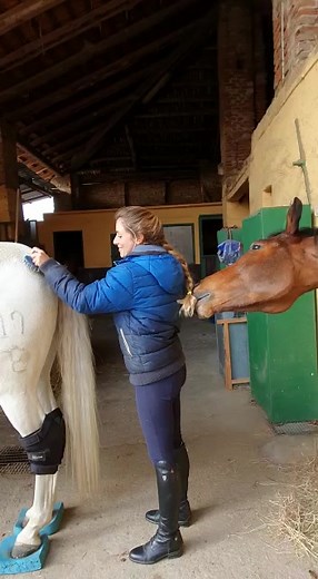 Caring for Horses: Grooming Tips and Techniques