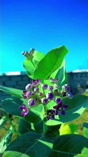 gamit rhythm |VillageLife