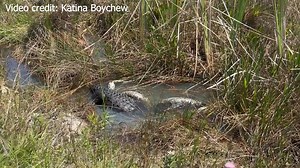 247K views · 3.4K reactions | INSANE VIDEO!  Katina Boychew caught the incredible moment when she visited a Florida park last month. FULL STORY: https://bit.ly/3ZD2W7q | WFLA News Channel 8 | Facebook
