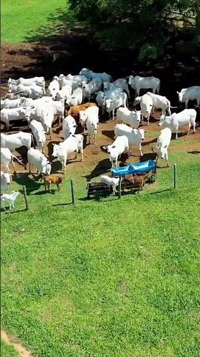 Cattle Sounds (Grazing on Green Pasture)