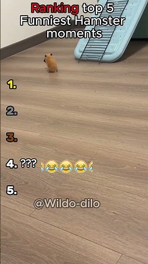 Ranking Top 5 Funniest Hamsters 🐹🤣