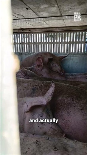 Animals Scream in their final moments