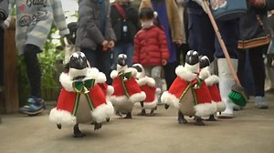 Adorable penguins waddle around in little Santa outfits at Japanese zoo