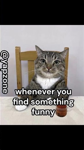 This is the new laughing emoji 🐬. #cat #catmemes #memes