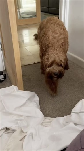 Guilty Dog Reactions: Is She Guilty?!