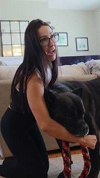 Your Dog's Behavior Reflects YOUR State #canecorso #dogtraining