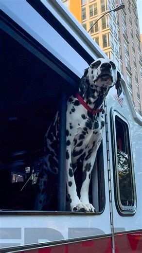 FDNY Response Videos | Meet JT, the firehouse dog at Engine 74! (@jt_thefiredog ) Engine 74 is located on the Upper West Side of Manhattan and JT often tags... | Instagram