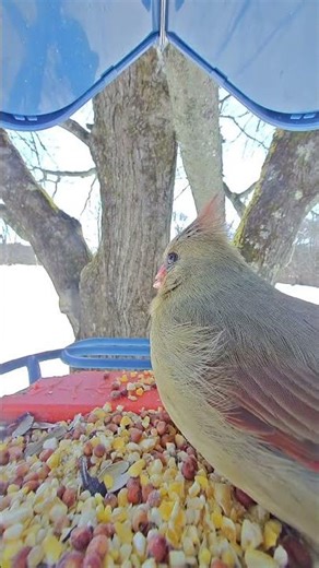 Female northern cardinal #northerncardinal