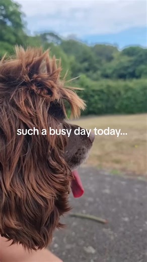 Pippa.the.rescue.dog on TikTok