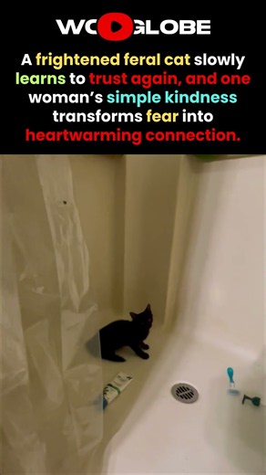 The Feral Cat Keeps Her Distance, Then Learns to TRUST Again