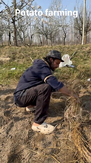 570K views · 2.8K reactions | Potato farming Part 7 | Step Towards Sucess | Facebook