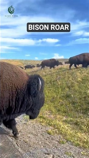 The Terrifying Sound of a Wild Bison‼️