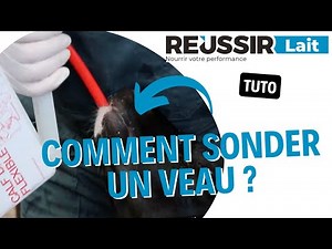[TUTO] Comment sonder un veau ?