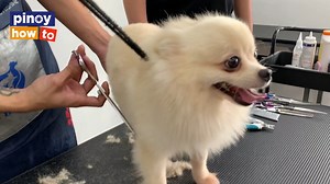 226 reactions · 43 shares | P30,000-P50,000 PER DAY NA KITA SA PET SHOP BUSINESS  Follow Pinoy How To Channel on youtube for daily Pinoy business videos: youtube.com/c/PinoyHowTo/ | Pinoy How To | Facebook