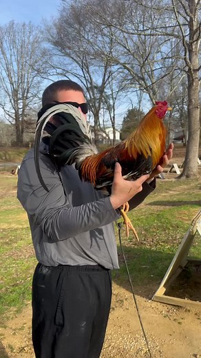 Breeding Gamefowl: Sweater 4 Webber Stags Guide