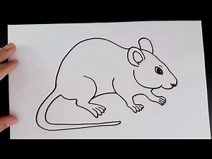 How To Draw A Rat Easy Step By Step || Rat Drawing For Beginner