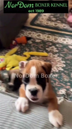 The breeder made it onto the couch just in time | Nordom German Boxers Kennel | Boxer puppies sale