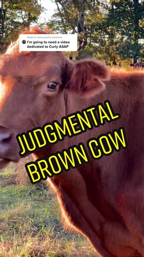 Meet the Judgmental Brown Cow on the Farm!