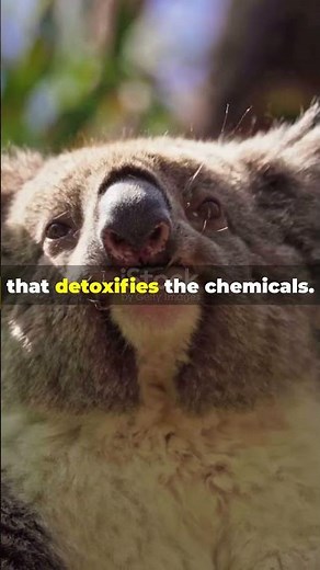 Why Koalas Only Eat Eucalyptus