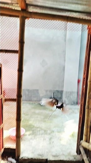 Pigeon Preparing the Nest for Laying Eggs🕊️🪺