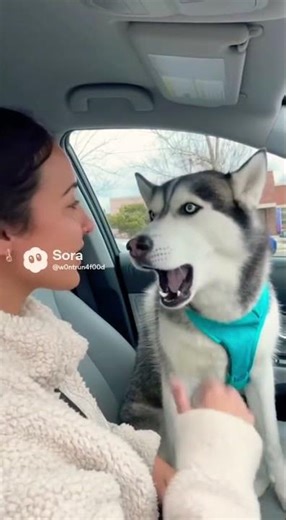 Husky argues with owner about going to the vet