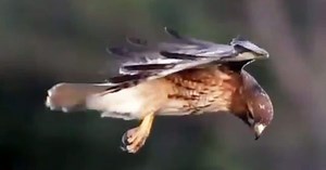 Red-tailed hawk hovers during the hunt; breathtaking video goes viral
